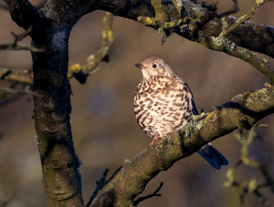 Mistle Thrush, 1/640 sec, f/7.1, 500 mm, ISO 640