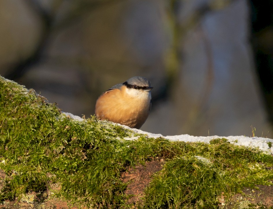 Nuthatch, 1/500 sec, f/7.1, 500 mm, ISO 500