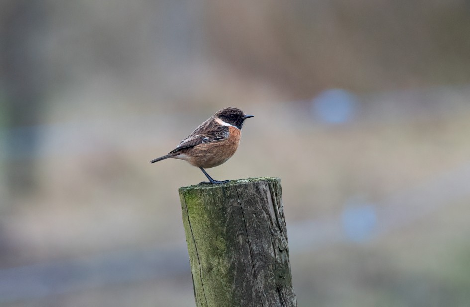 Stonechat, 1/640 sec, f/7.1, 500 mm, ISO 2500