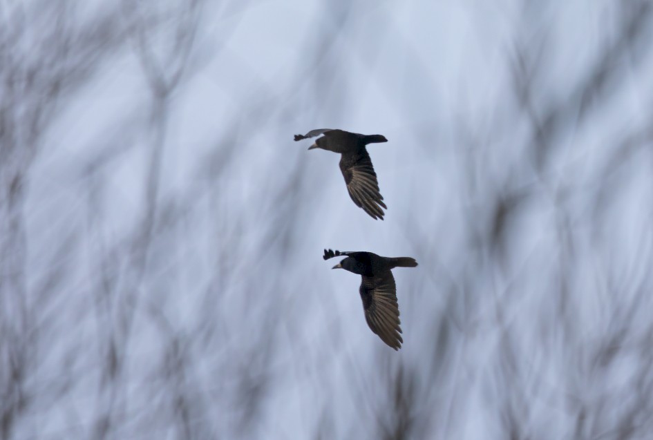Rooks, 1/500 sec, f/7.1, 500 mm, ISO 400