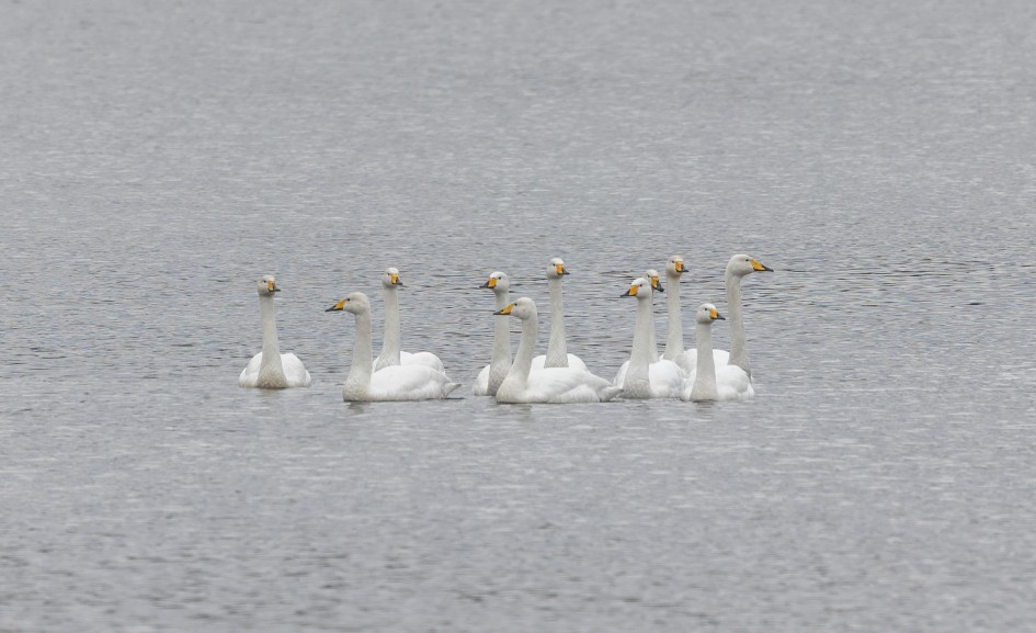 Whooper Swans, 1/500 sec, f/7.1, 500 mm, ISO 320