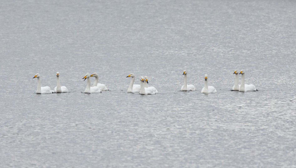 Whooper Swans , 1/640 sec, f/7.1, 500 mm, ISO 400