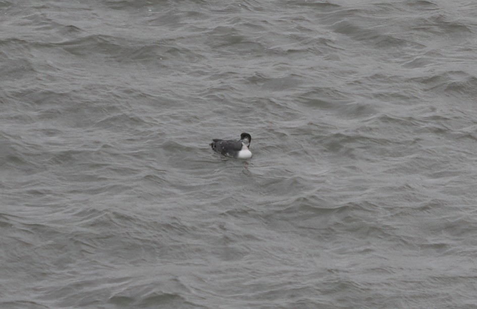 Great Northern Diver, 1/640 sec, f/7.1, 500 mm, ISO 2000