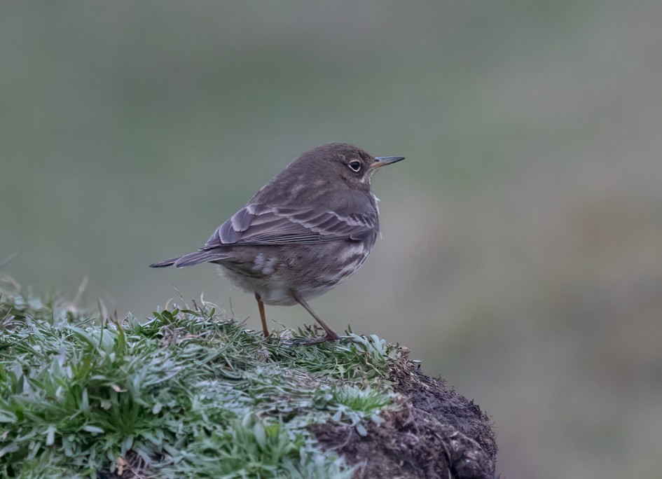Rock Pipit, 1/640 sec, f/7.1, 500 mm, ISO 5000