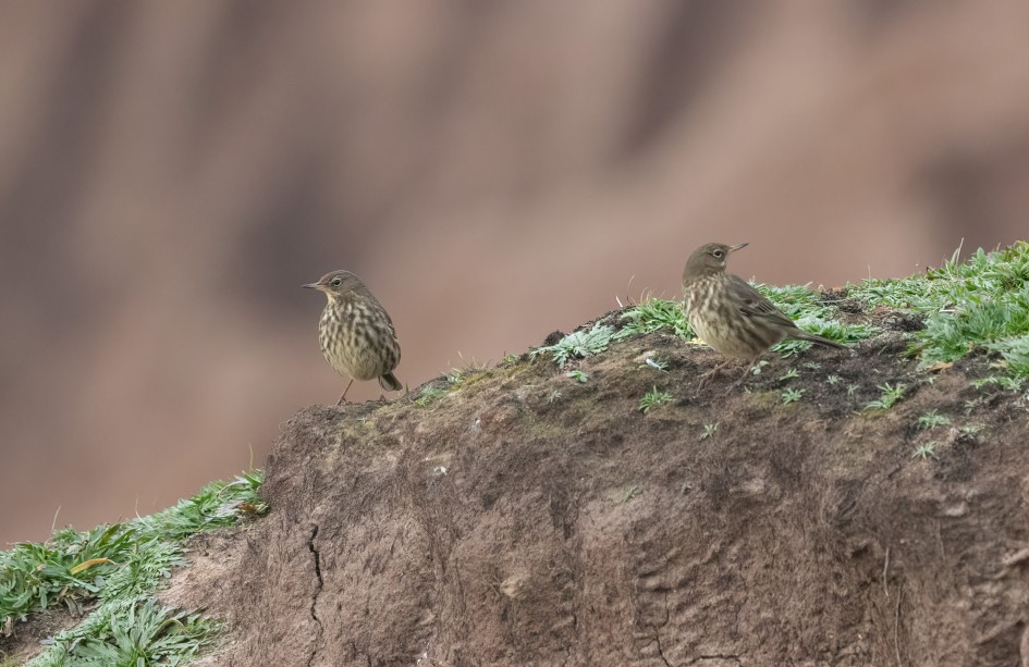 Rock Pipits, 1/500 sec, f/7.1, 500 mm, ISO 4000