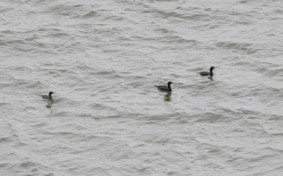 Shags, 1/500 sec, f/7.1, 500 mm, ISO 1600