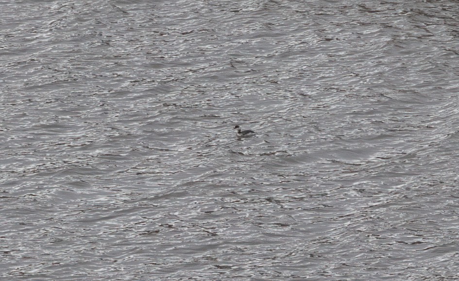 Slavonian Grebe , 1/640 sec, f/7.1, 500 mm, ISO 1250