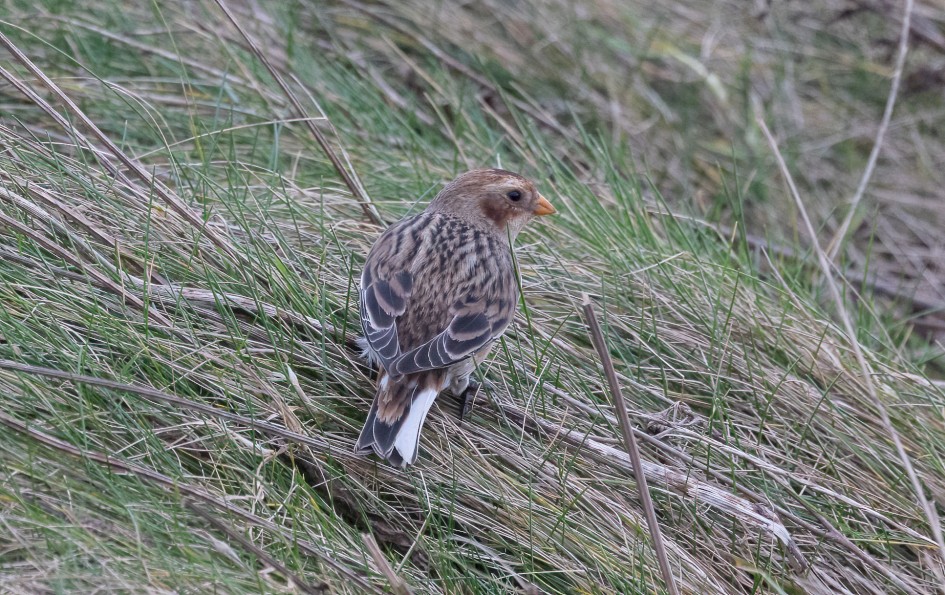 Snow Bunting, 1/640 sec, f/7.1, 500 mm, ISO 2500