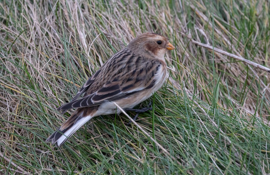 Snow Bunting A, 1/640 sec, f/7.1, 500 mm, ISO 2500