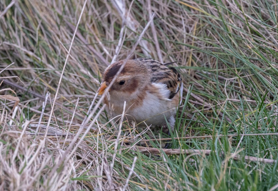 Snow Bunting , 1/500 sec, f/7.1, 500 mm, ISO 2000