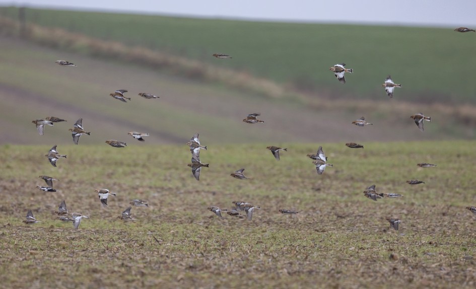 Snow Buntings, 1/640 sec, f/7.1, 500 mm, ISO 2000