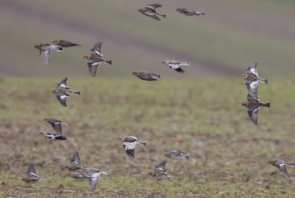 Snow Buntings , 1/640 sec, f/7.1, 500 mm, ISO 2000