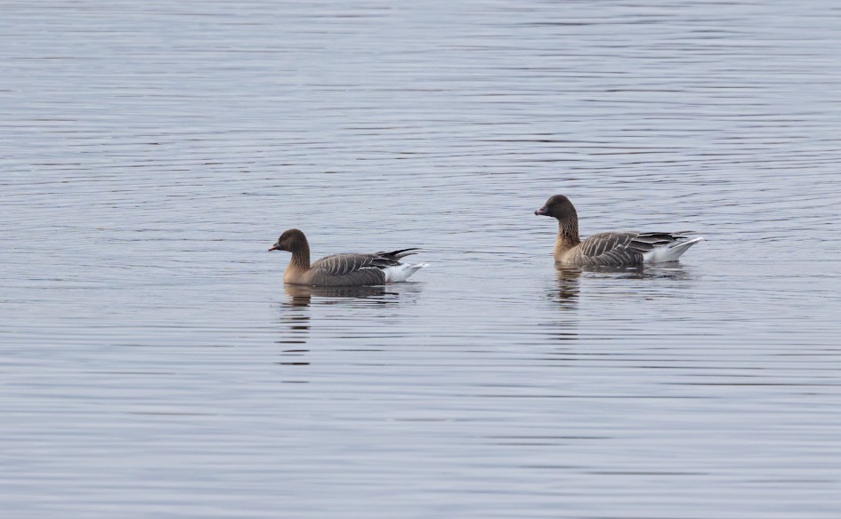 Pinkfeet, 1/640 sec, f/7.1, 500 mm, ISO 500
