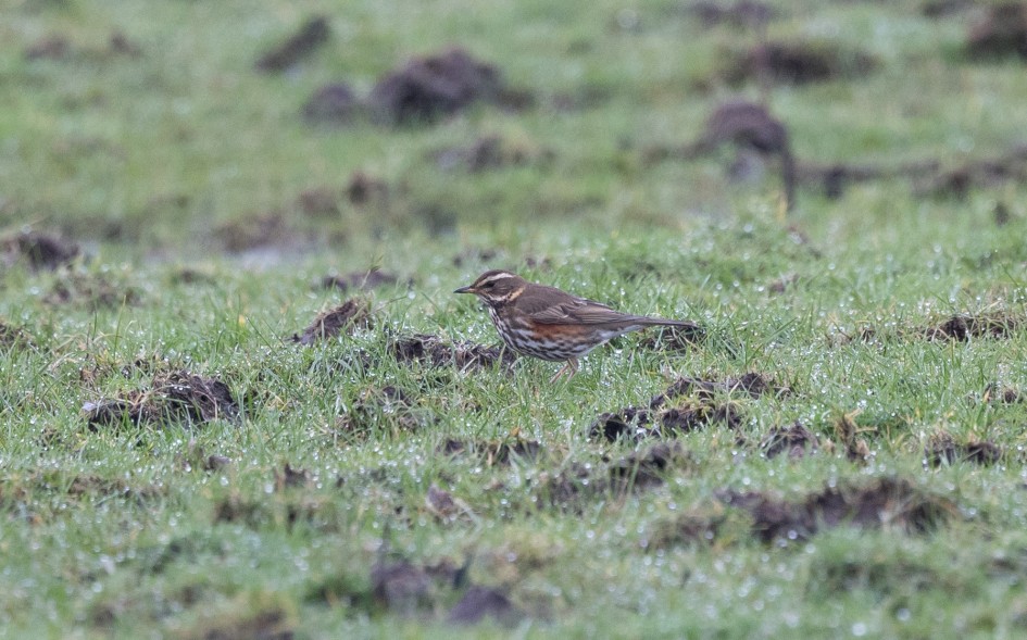 Redwing, 1/640 sec, f/7.1, 500 mm, ISO 1600