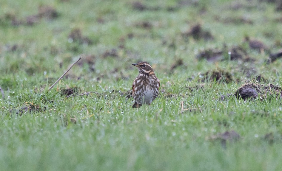 Redwing , 1/640 sec, f/7.1, 500 mm, ISO 1600