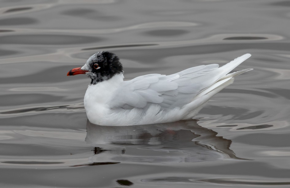 Med Gull, 1/500 sec, f/7.1, 500 mm, ISO 1000