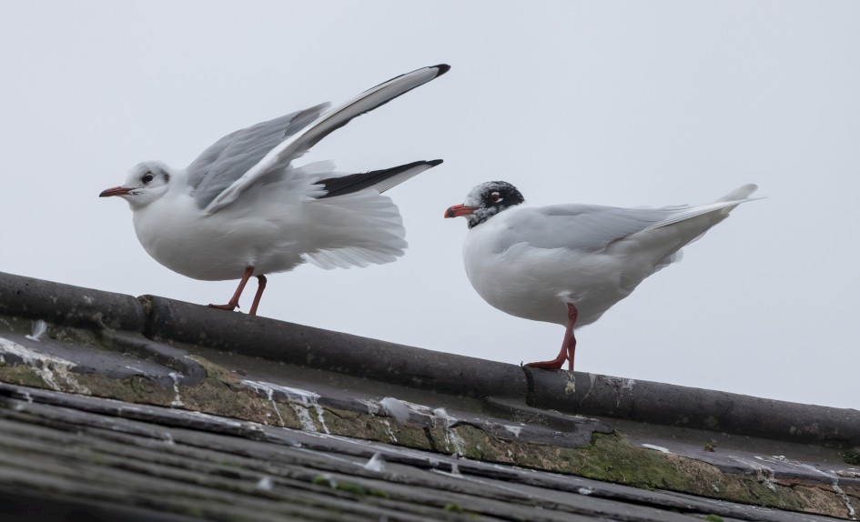 Med Gull , 1/500 sec, f/7.1, 500 mm, ISO 800