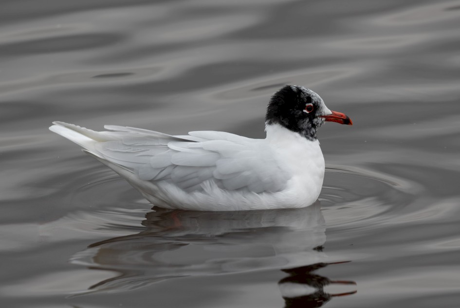 Med Gull , 1/60 sec, f/7.1, 500 mm, ISO 125
