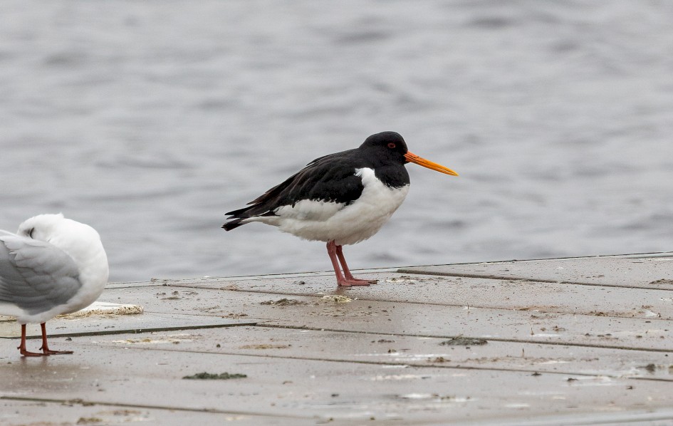 Oystercatcher, 1/500 sec, f/7.1, 500 mm, ISO 1250