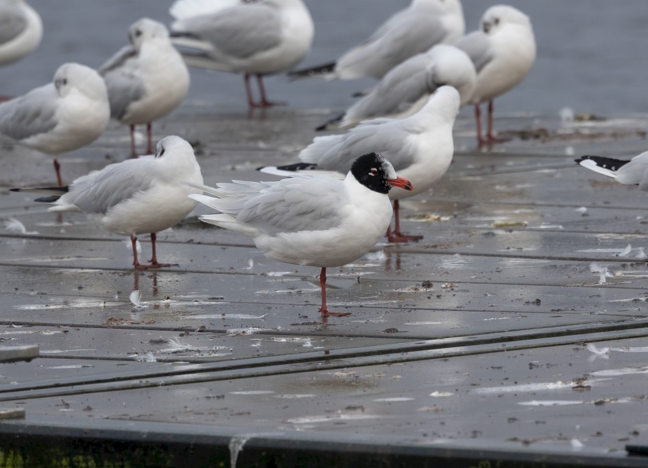 Mediterranean Gull, 1/500 sec, f/7.1, 500 mm, ISO 800