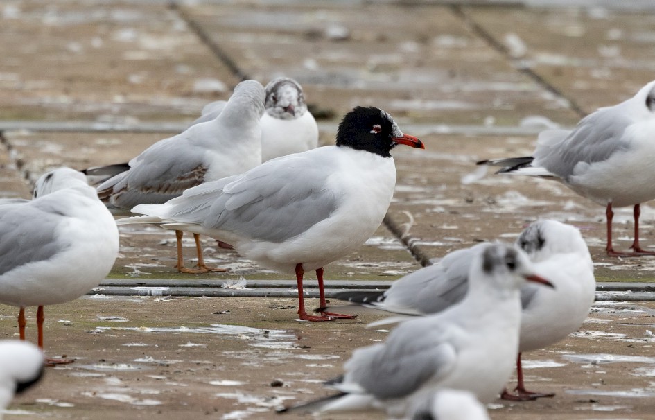 Mediterranean Gull, 1/640 sec, f/7.1, 500 mm, ISO 1000