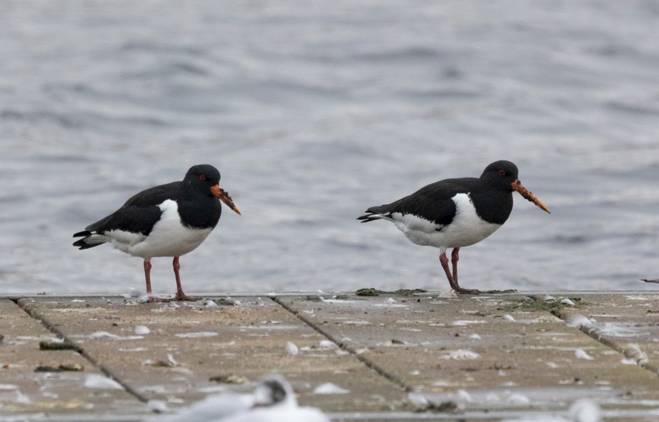 Oystercatchers, 1/640 sec, f/7.1, 500 mm, ISO 1250