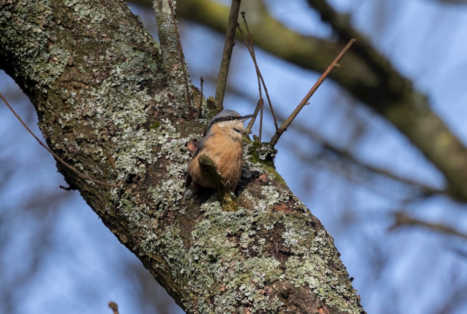 Nuthatch, 1/500 sec, f/7.1, 500 mm, ISO 200