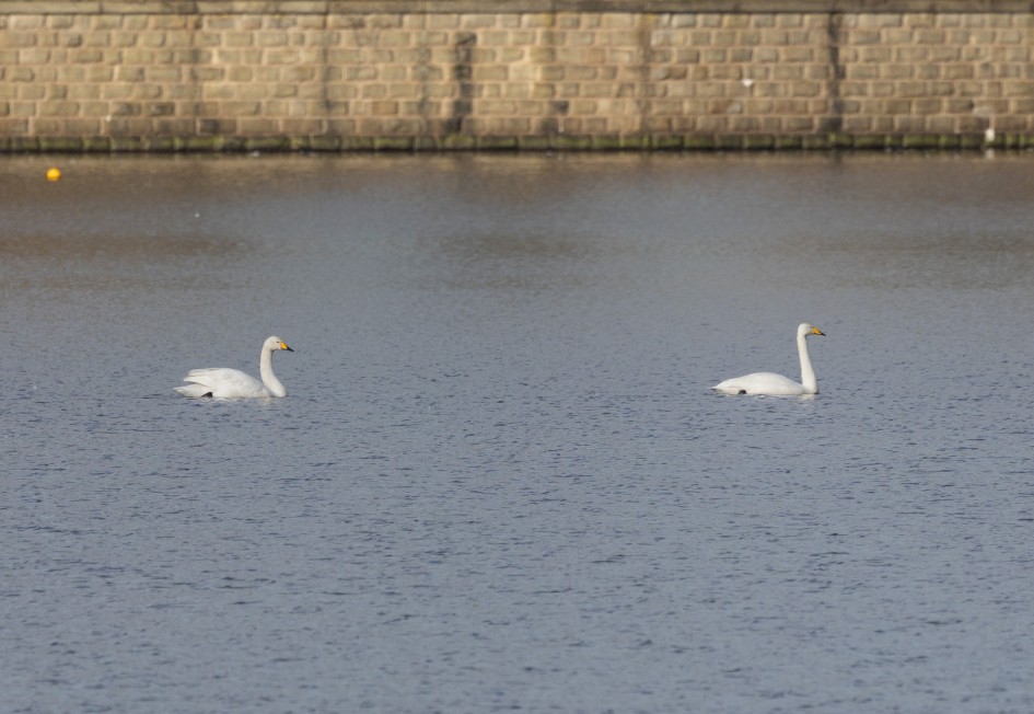 Whooper Swans, 1/640 sec, f/7.1, 500 mm, ISO 160