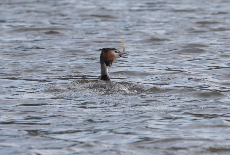 Great Crested Grebe, 1/640 sec, f/7.1, 500 mm, ISO 320