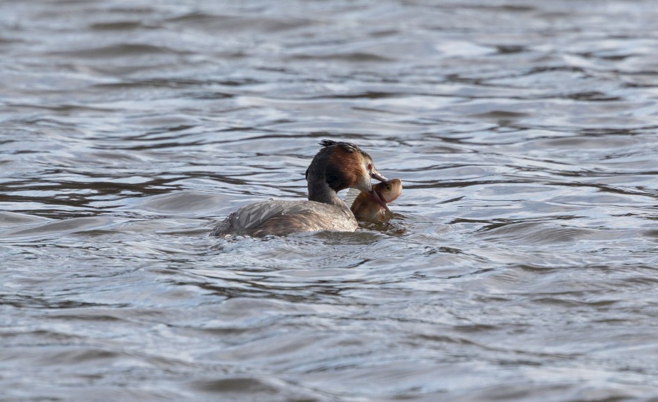 Great Crested Grebe , 1/640 sec, f/7.1, 500 mm, ISO 320