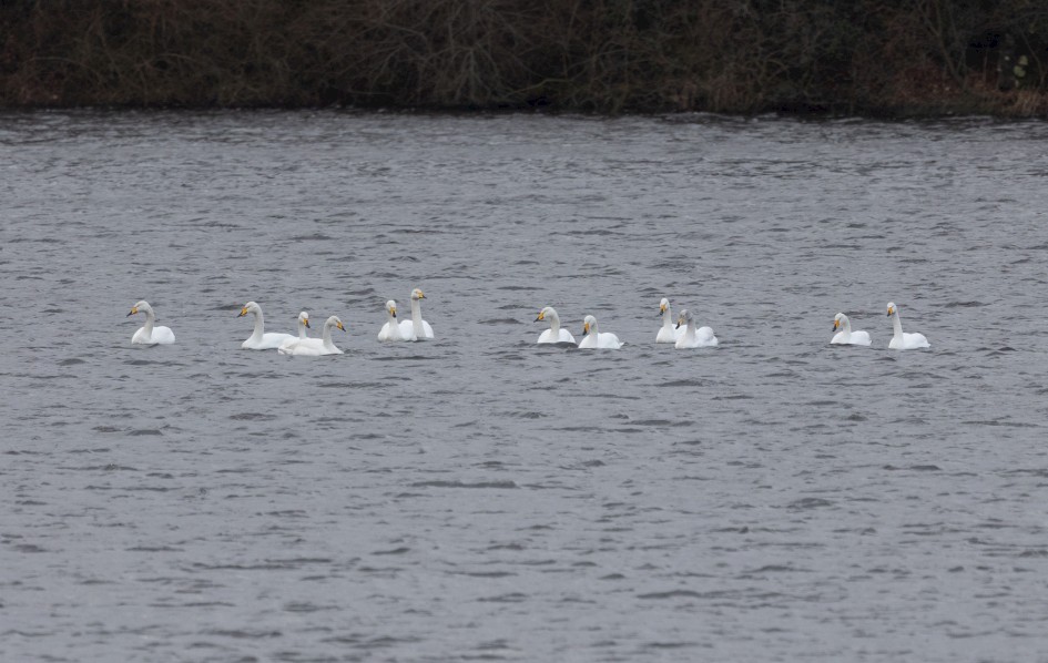 Whooper Swans, 1/500 sec, f/7.1, 500 mm, ISO 400