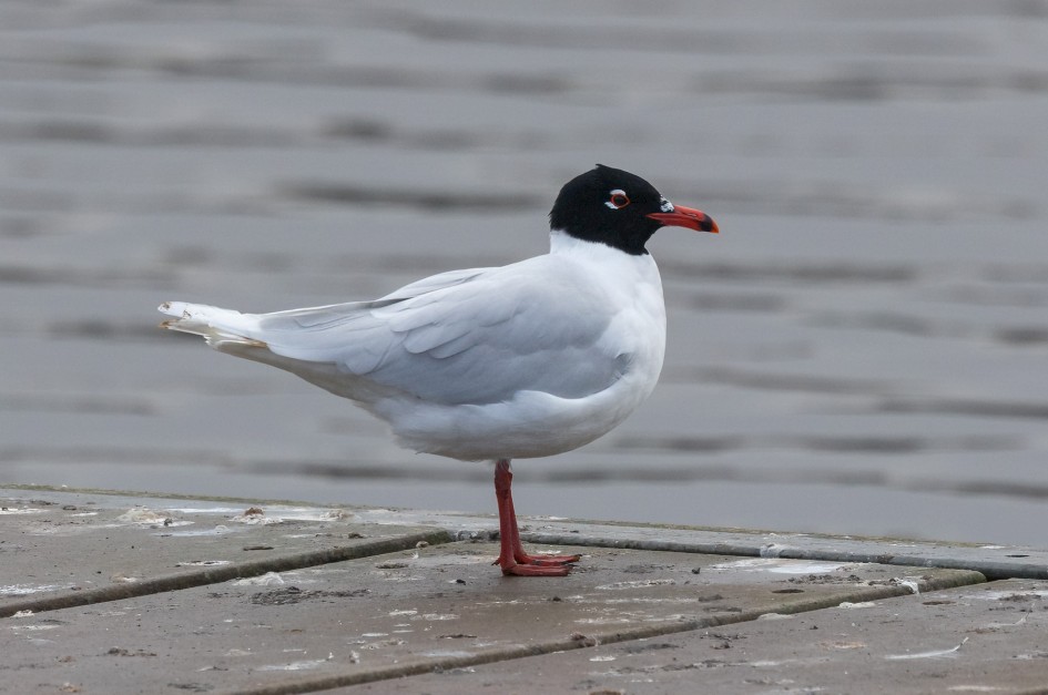 Med Gull, 1/500 sec, f/7.1, 500 mm, ISO 1000