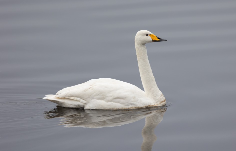 Whooper Swan, 1/500 sec, f/7.1, 500 mm, ISO 800