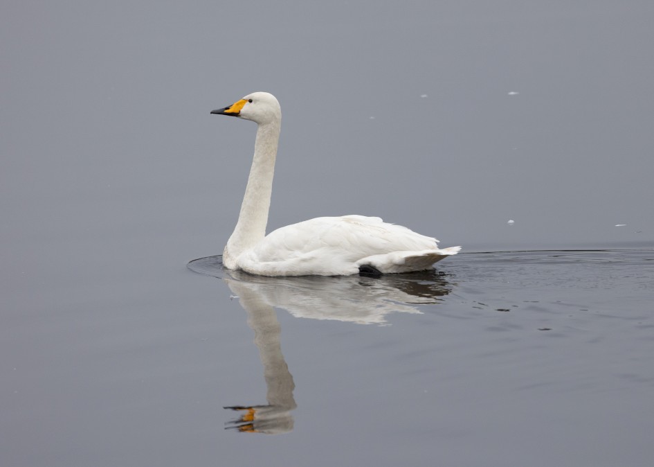 Whooper Swan , 1/640 sec, f/7.1, 500 mm, ISO 800