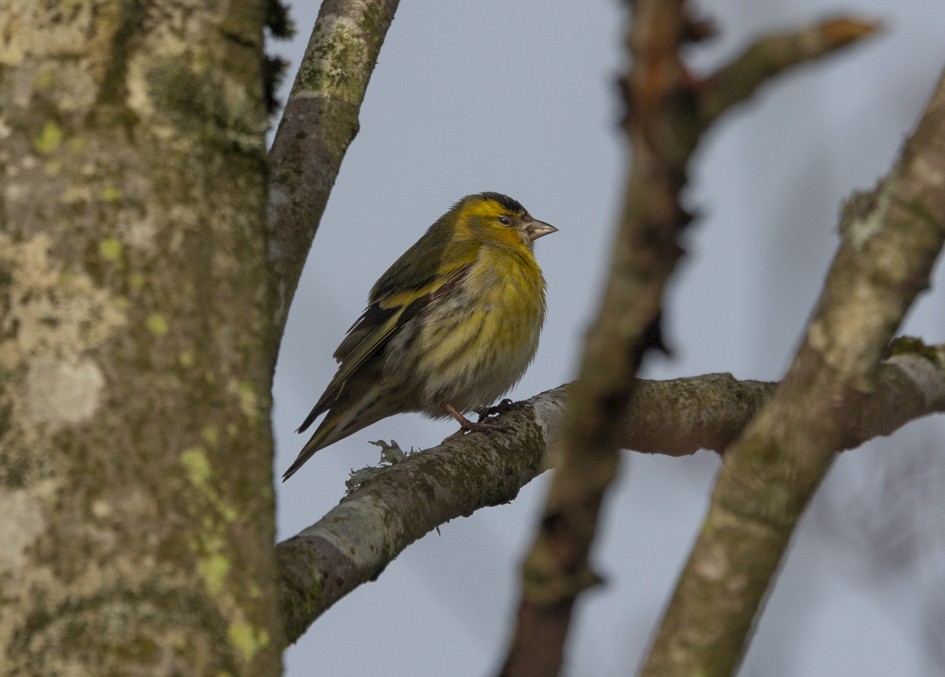Siskin, 1/640 sec, f/7.1, 500 mm, ISO 250