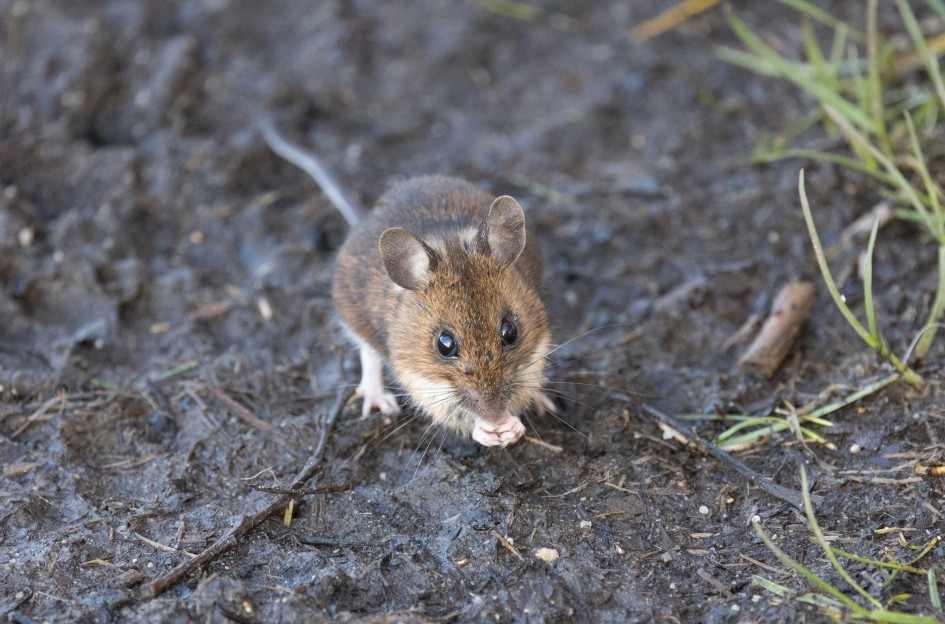 Bank Vole, 1/640 sec, f/7.1, 500 mm, ISO 4000