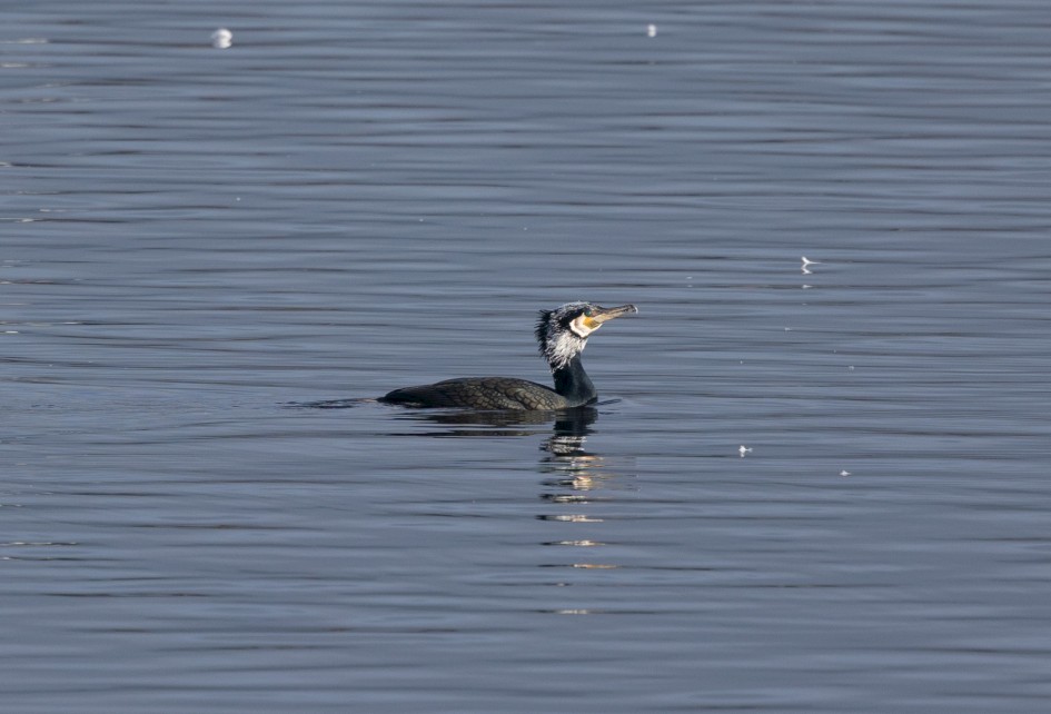 Cormorant, 1/500 sec, f/7.1, 500 mm, ISO 200