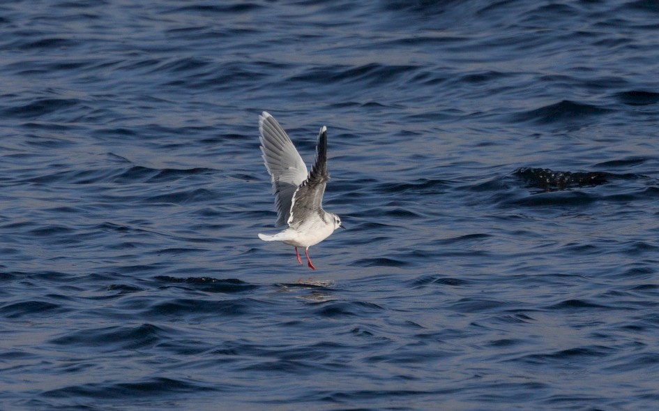 Little Gull , 1/2000 sec, f/7.1, 500 mm, ISO 500