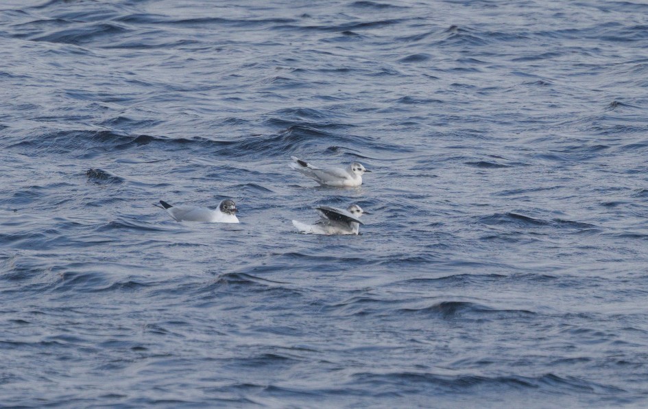 Little Gulls , 1/500 sec, f/7.1, 500 mm, ISO 200