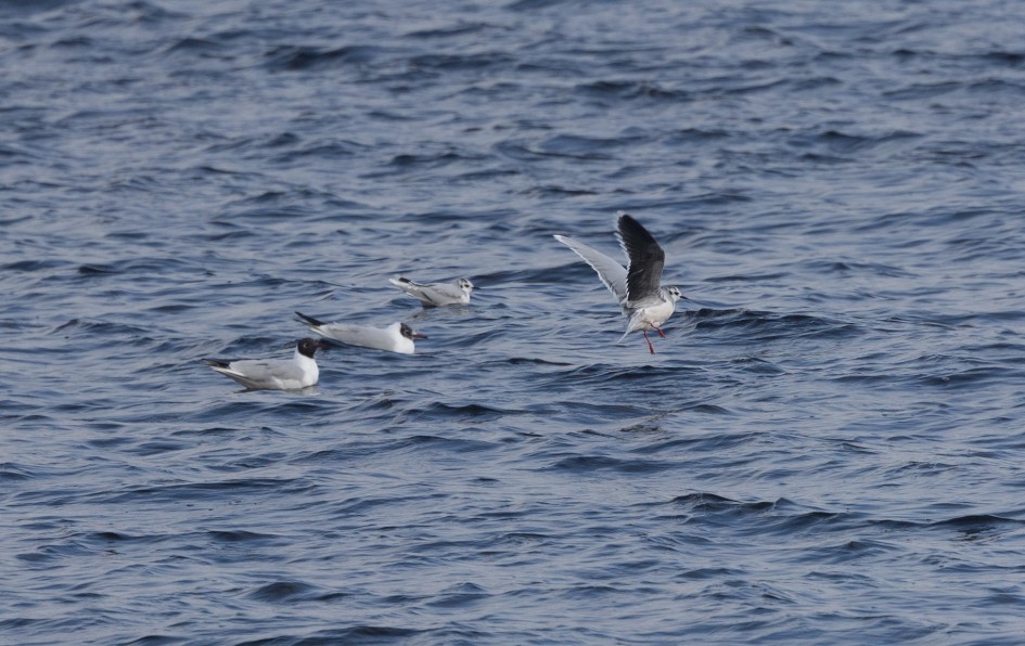 Little Gulls , 1/500 sec, f/7.1, 500 mm, ISO 200