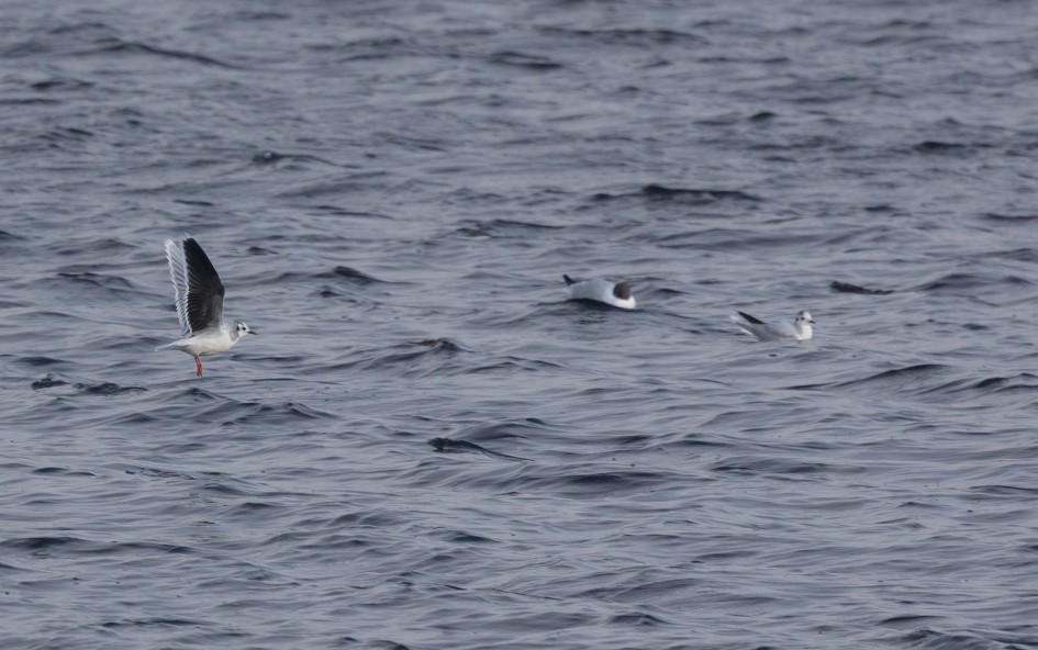 Little Gulls , 1/640 sec, f/7.1, 500 mm, ISO 200