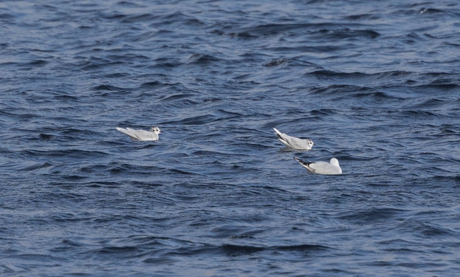 Little Gulls , 1/2500 sec, f/7.1, 500 mm, ISO 1000