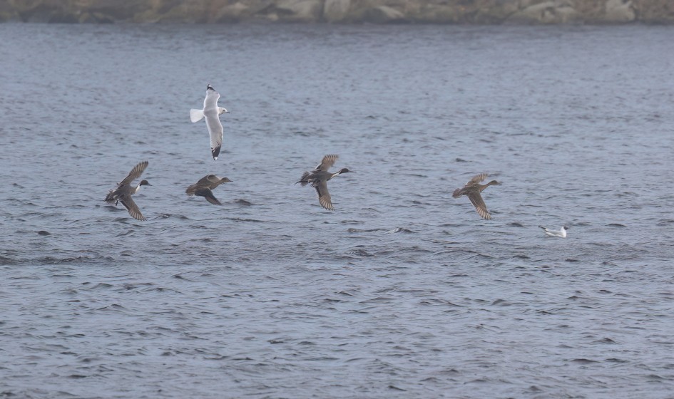 Pintail, 1/640 sec, f/7.1, 500 mm, ISO 320