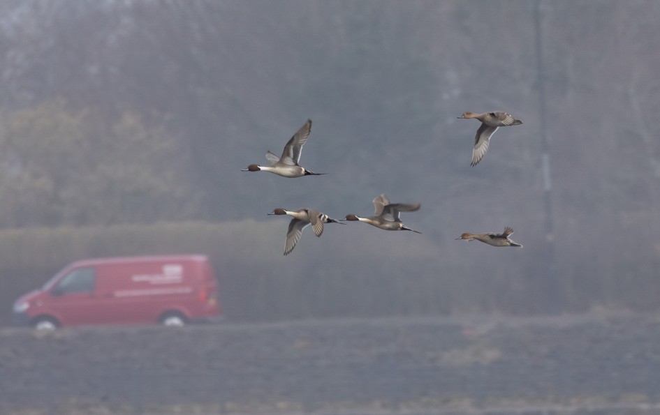 Pintail , 1/500 sec, f/7.1, 500 mm, ISO 320