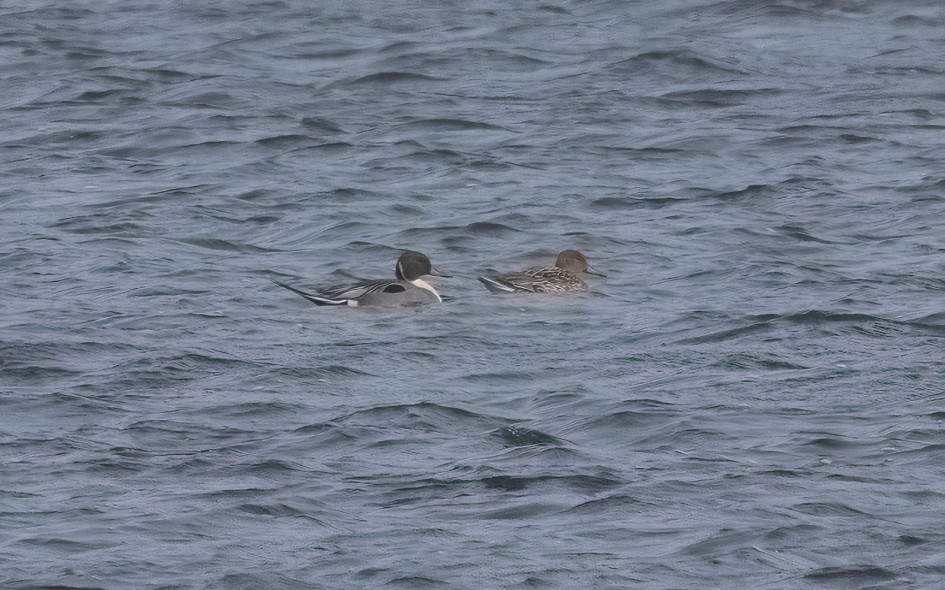 Pintail , 1/500 sec, f/7.1, 500 mm, ISO 320