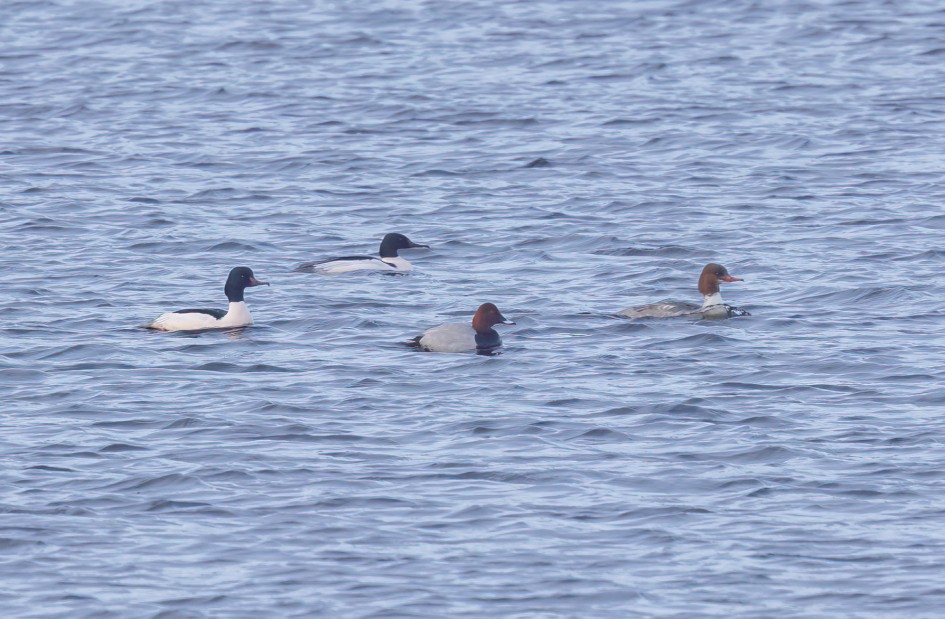 Pochard, 1/100 sec, f/7.1, 500 mm, ISO 100