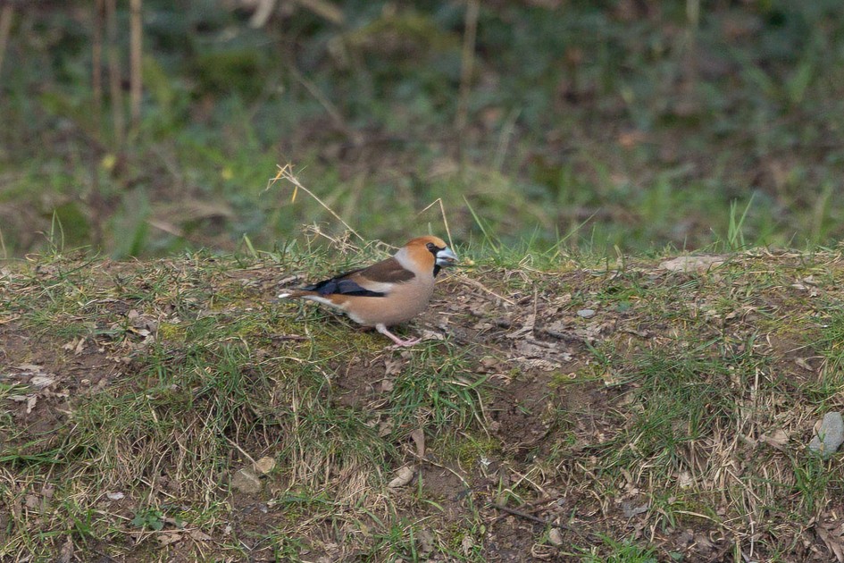 Hawfinch, 1/60 sec, f/7.1, 500 mm, ISO 320