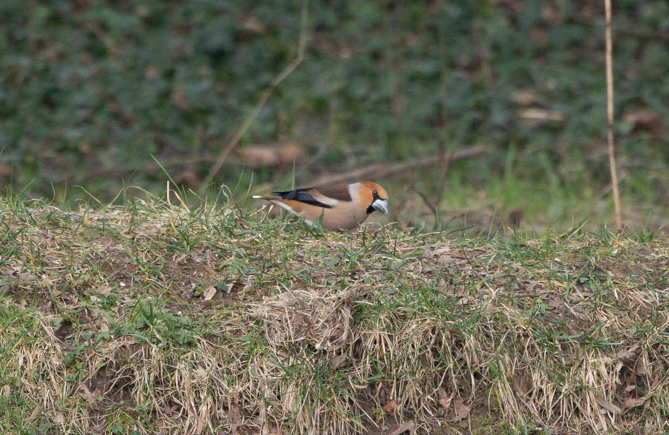 Hawfinch , 1/60 sec, f/7.1, 500 mm, ISO 320