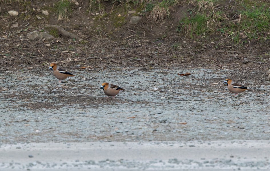 Hawfinches , 1/500 sec, f/7.1, 500 mm, ISO 3200
