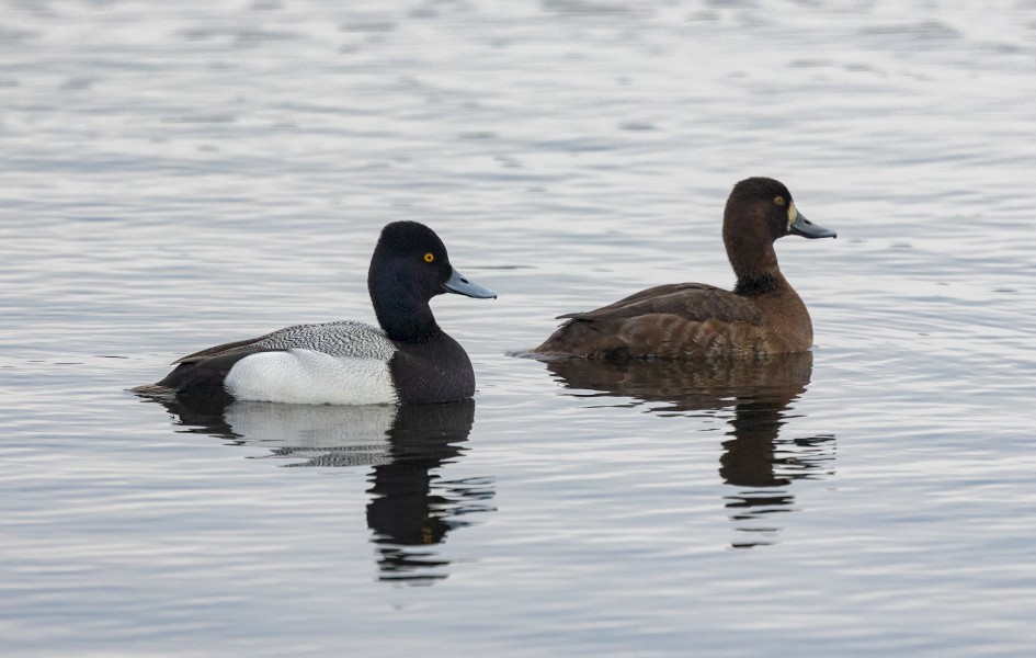 Lesser Scaup, 1/640 sec, f/7.1, 500 mm, ISO 640